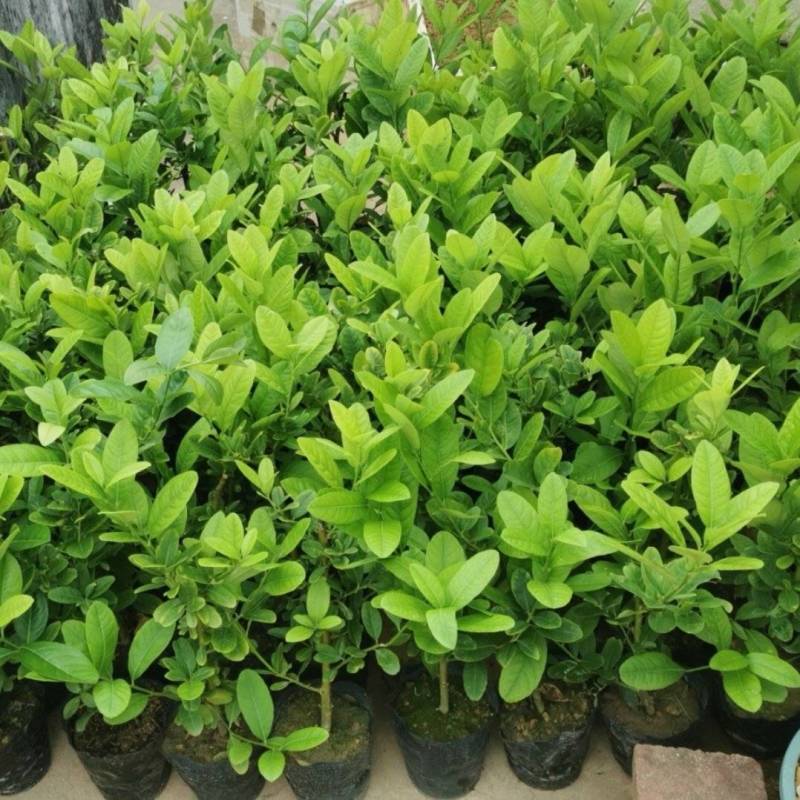 广东无籽香水柠檬苗，6-9个月开花挂果，高产