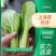 【精选】上海青小油菜大量供应质量有保障价格优惠，产地直发