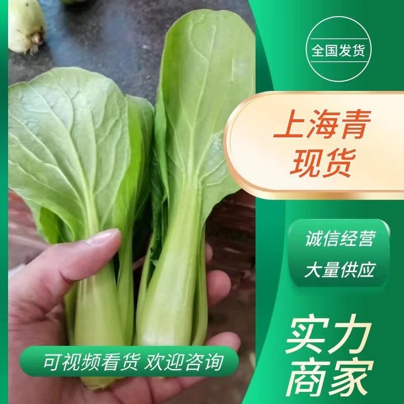 【精选】上海青小油菜大量供应质量有保障价格优惠，产地直发