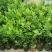 广东无籽香水柠檬苗，6-9个月开花挂果，高产