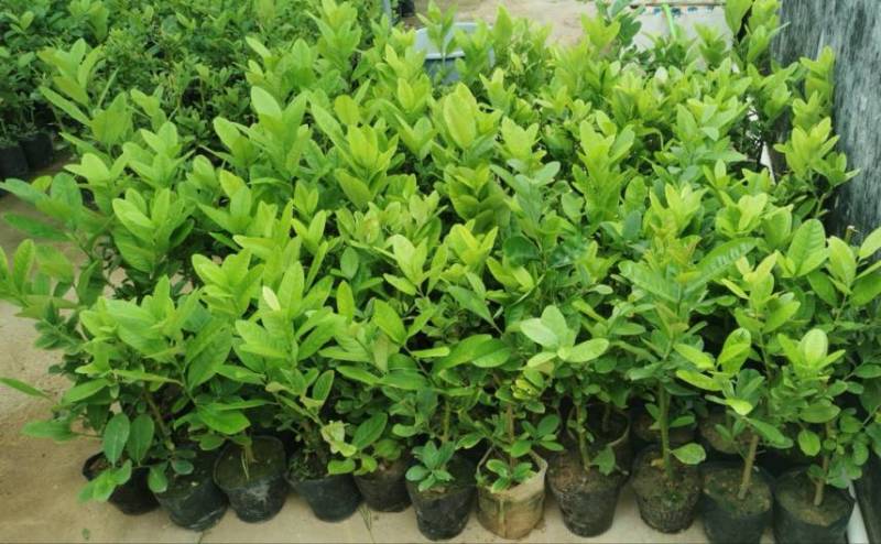 广东无籽香水柠檬苗，6-9个月开花挂果，高产