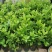 广东无籽香水柠檬苗，6-9个月开花挂果，高产