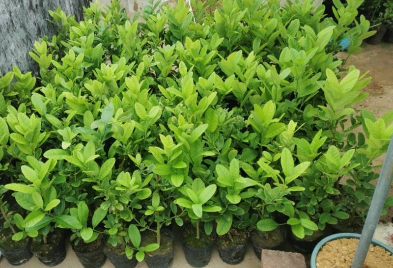 广东无籽香水柠檬苗，6-9个月开花挂果，高产