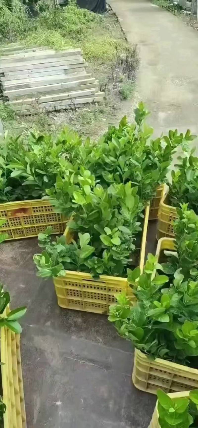 广东无籽香水柠檬苗，6-9个月开花挂果，高产