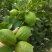 广东无籽香水柠檬苗，6-9个月开花挂果，高产