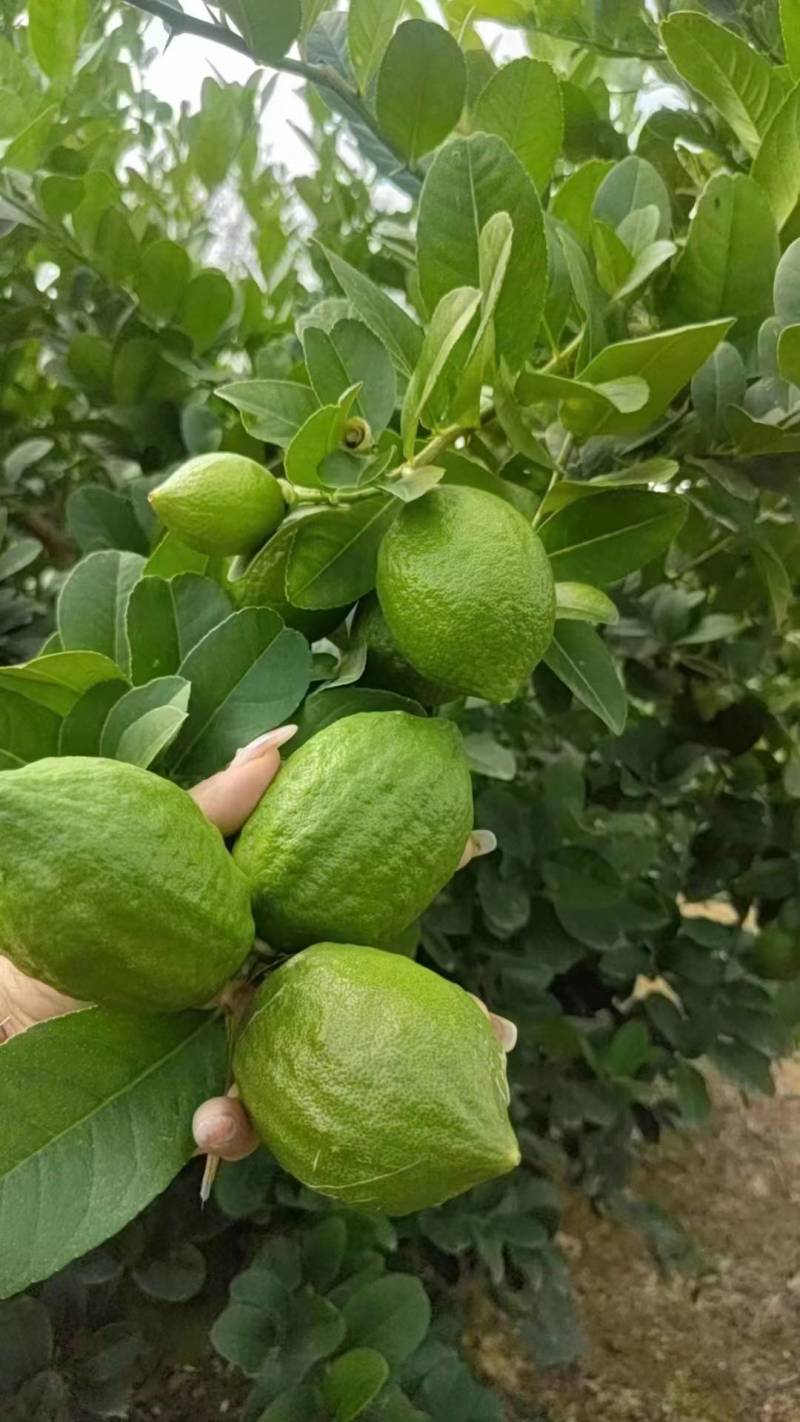 广东无籽香水柠檬苗，6-9个月开花挂果，高产
