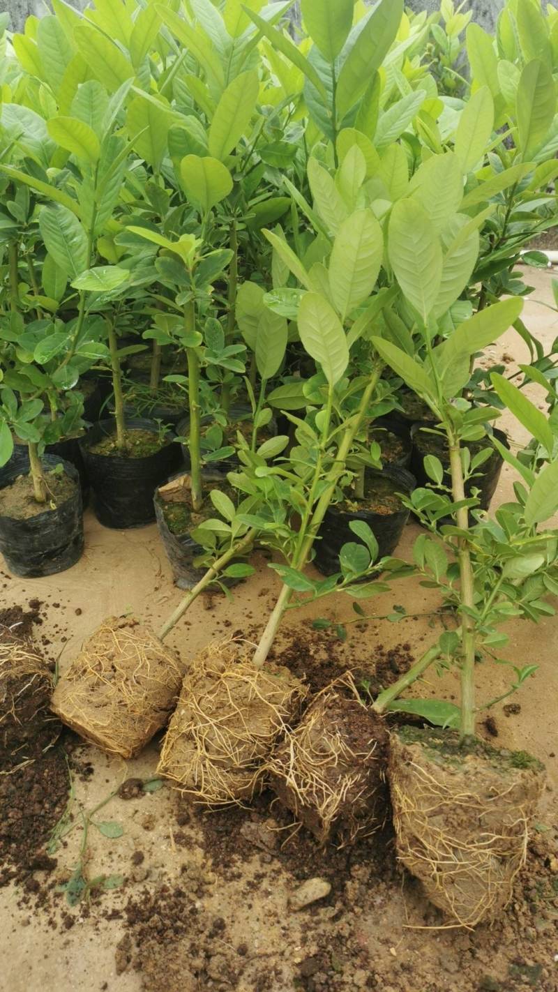 广东无籽香水柠檬苗，6-9个月开花挂果，高产