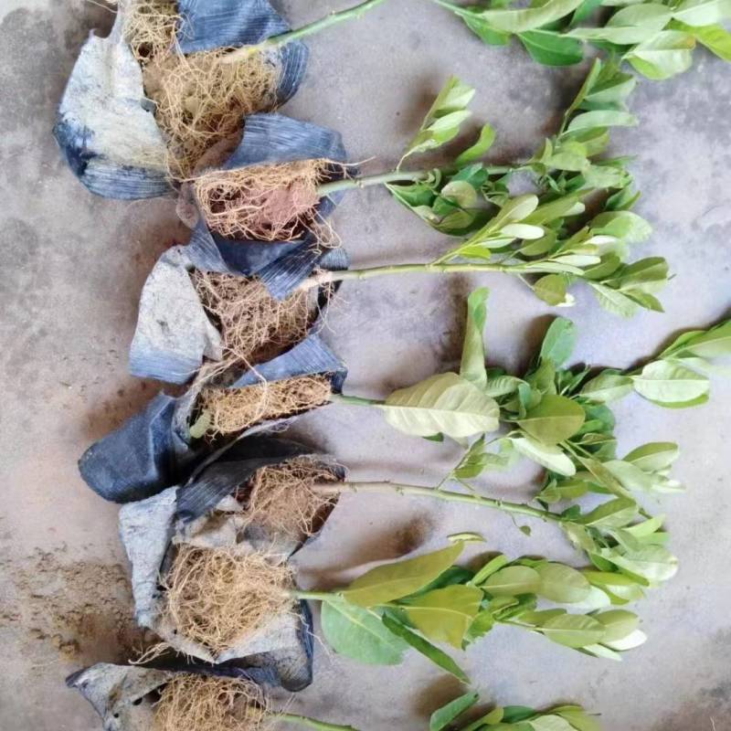 广东无籽香水柠檬苗，6-9个月开花挂果，高产