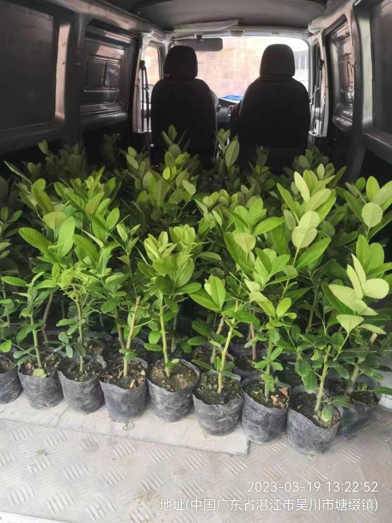 广东无籽香水柠檬苗，6-9个月开花挂果，高产