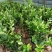 广东无籽香水柠檬苗，6-9个月开花挂果，高产