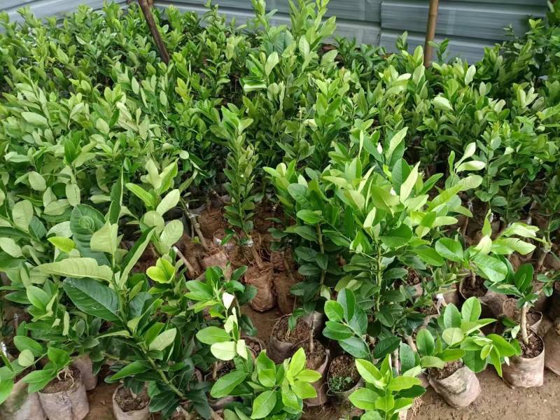 广东无籽香水柠檬苗，6-9个月开花挂果，高产