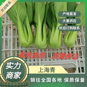 山东油菜省菏泽曹县上海青大量供应中，质量好，欢迎采购