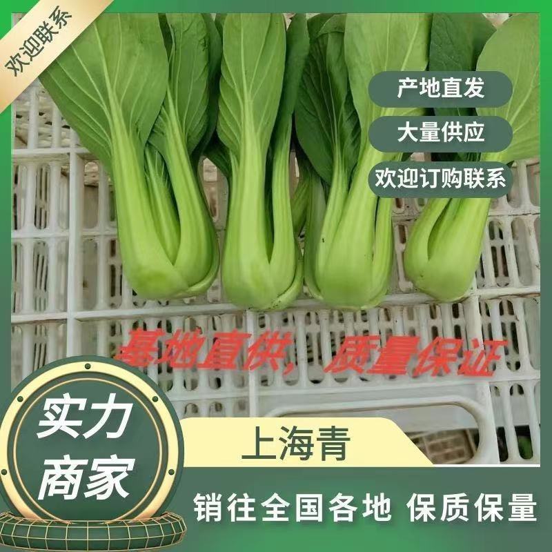 山东油菜省菏泽曹县上海青大量供应中，质量好，欢迎采购