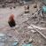 放养土鸡