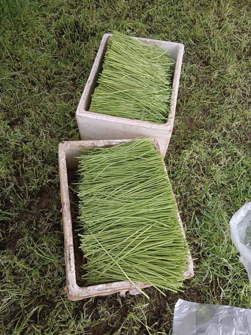 自产自销，二茬精品芦蒿
