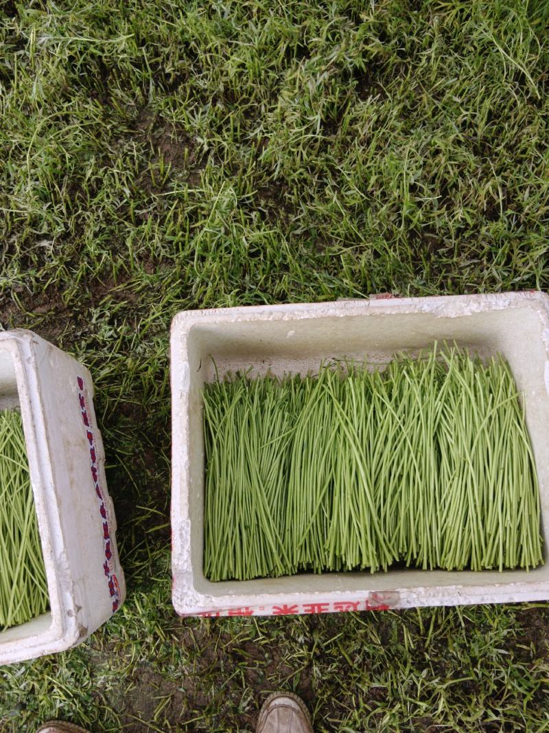自产自销，二茬精品芦蒿