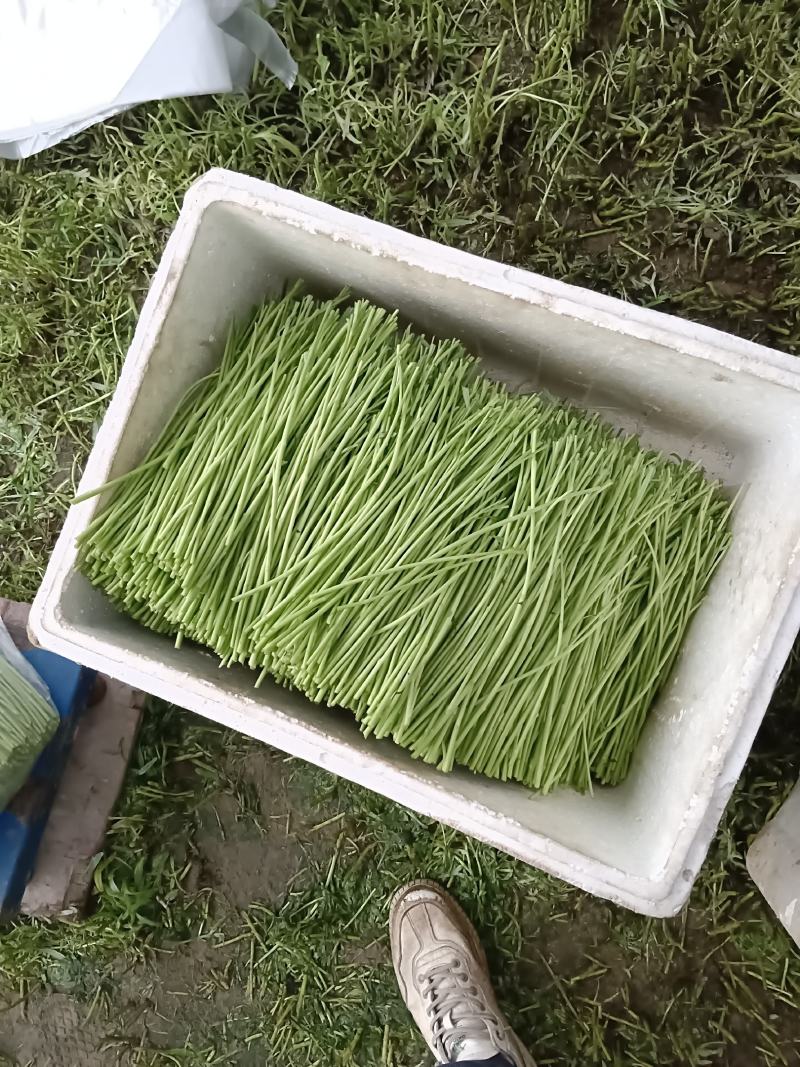 自产自销，二茬精品芦蒿