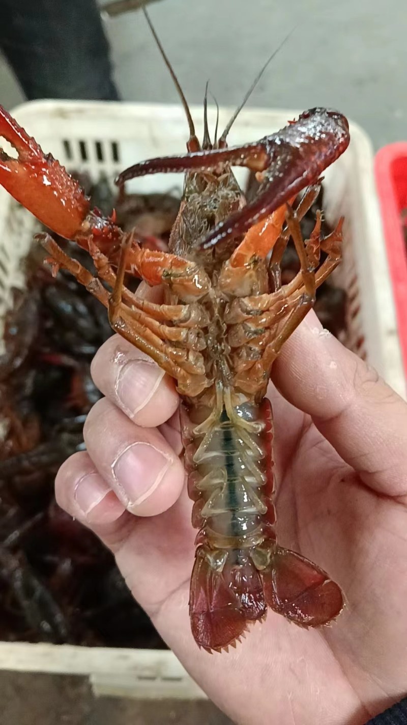大青（湖北清水小龙虾，产地批发，一手货源）