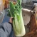 云南高海拔秋绿60麻叶青白菜精品蔬菜