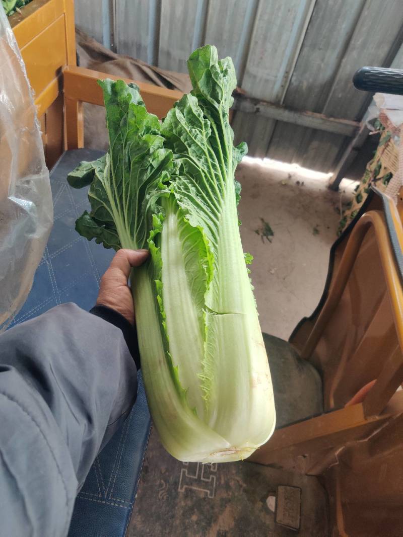 云南高海拔秋绿60麻叶青白菜精品蔬菜