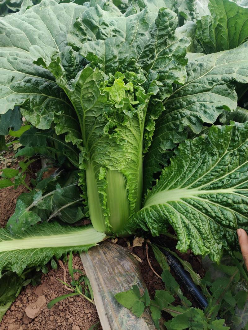 云南高海拔秋绿60麻叶青白菜精品蔬菜