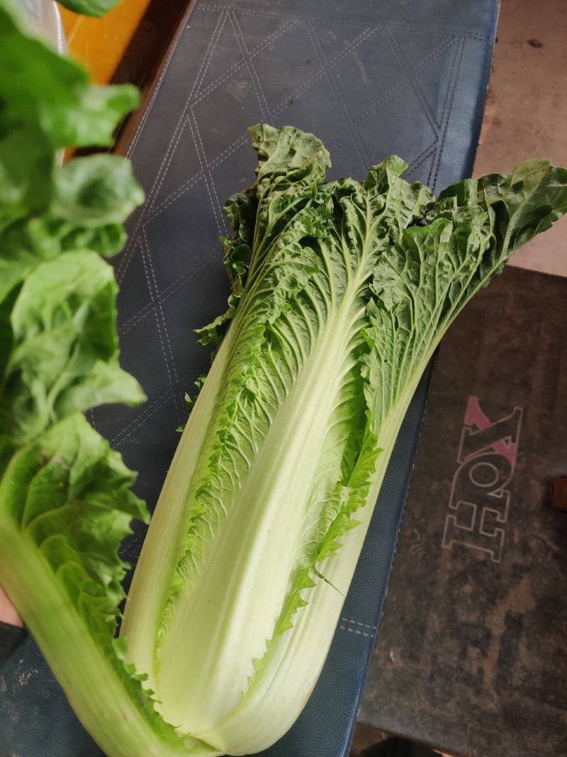 云南高海拔秋绿60麻叶青白菜精品蔬菜