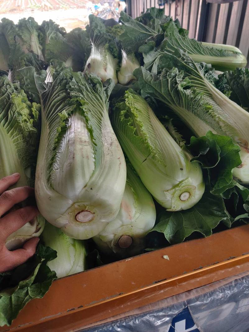 云南高海拔秋绿60麻叶青白菜精品蔬菜
