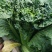云南高海拔秋绿60麻叶青白菜精品蔬菜