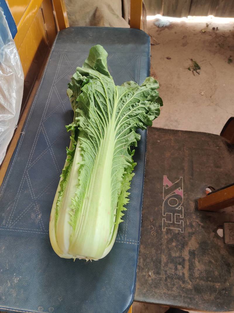 云南高海拔秋绿60麻叶青白菜精品蔬菜