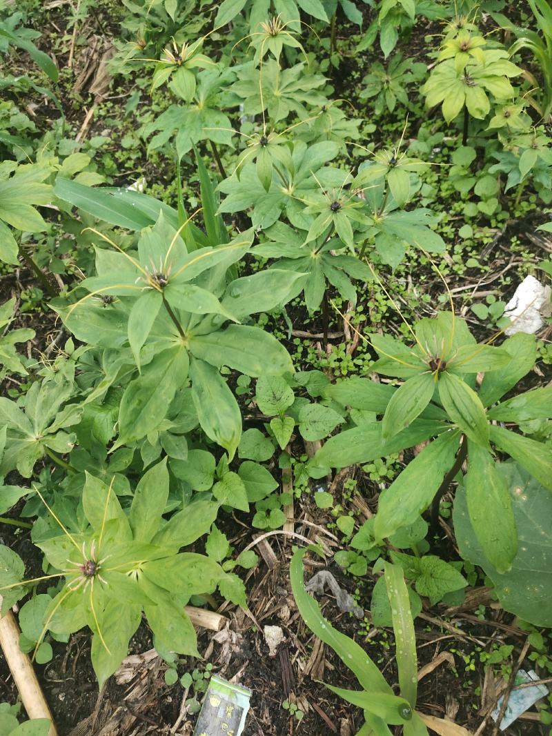 高杆华重楼苗七叶一枝花高产粉质