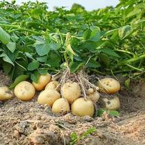云南现挖黄皮黄心小土豆沙高原气候种植