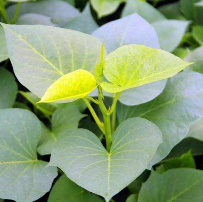 人参暑红薯苗苗，脱毒红薯苗