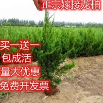 小龙柏龙柏树苗龙柏苗龙柏柏树苗工程苗道路绿