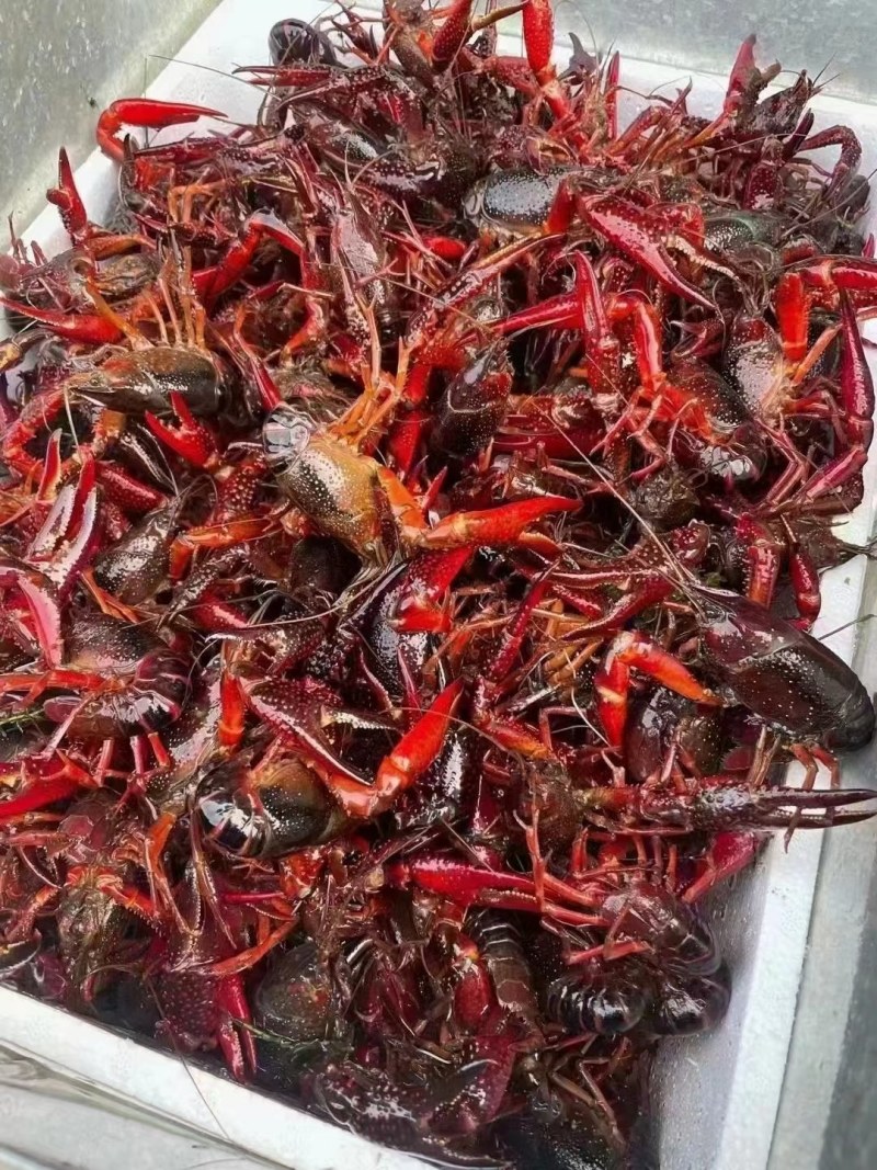 7-9钱，供应虾馆！小龙虾产地直发，鲜活快运，全国发货！