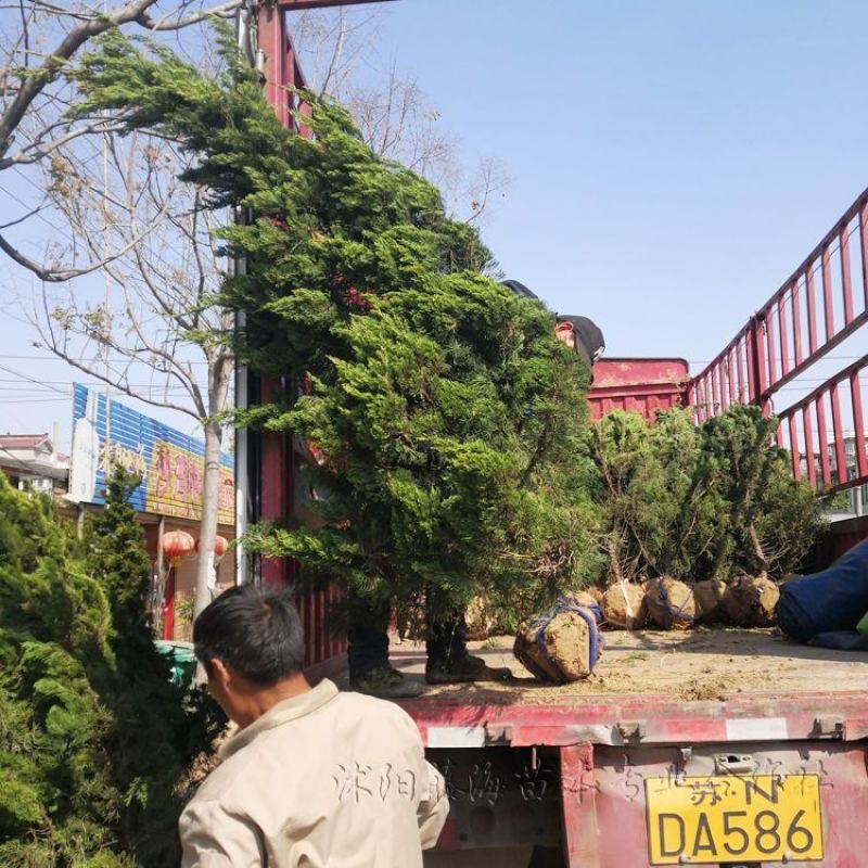 小龙柏龙柏树苗龙柏苗龙柏柏树苗工程苗道路绿