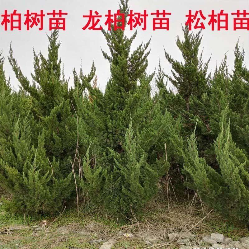 小龙柏龙柏树苗龙柏苗龙柏柏树苗工程苗道路绿