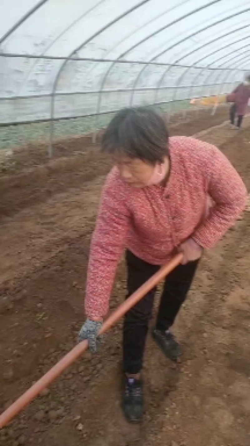 白冰糖心哈密红薯苗