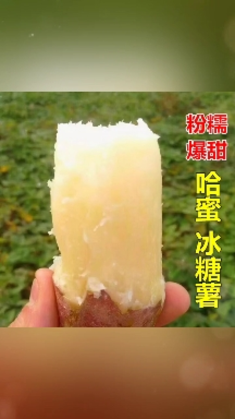 白冰糖心哈密红薯苗