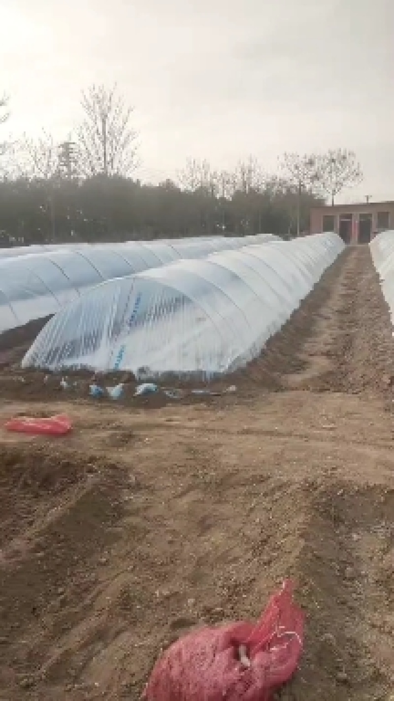 白冰糖心哈密红薯苗