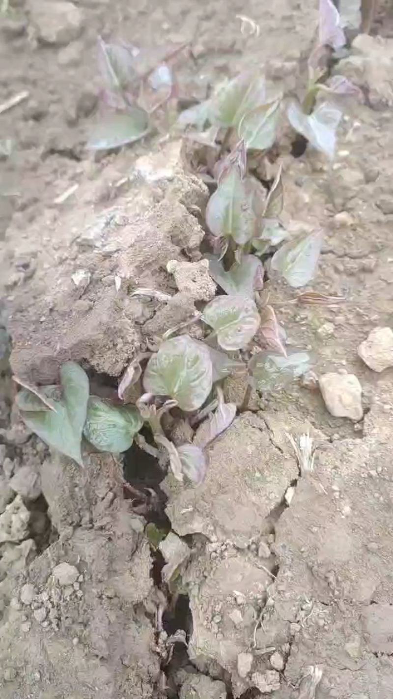 白冰糖心哈密红薯苗