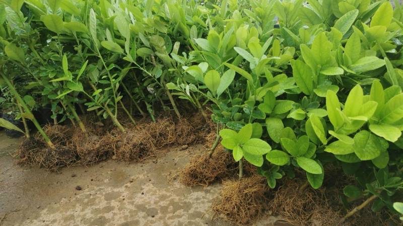 广东无籽香水柠檬苗，6-9个月开花挂果，高产