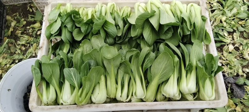 安徽精品上海青，大量供应多年老店诚信经营