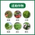 阿维菌素杀虫剂菜青虫白粉虱蛾类害虫潜叶蛾根结线虫红蜘蛛