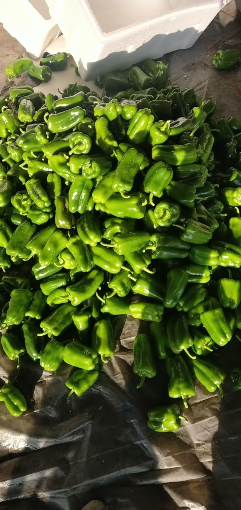 精品圆椒大量上市圆辣椒专业代办走货便利欢迎咨询