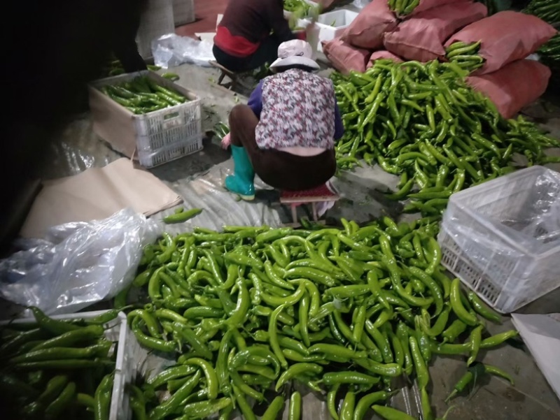 潍坊代收代发精品长尖椒服务完善走货便利对接全国客户