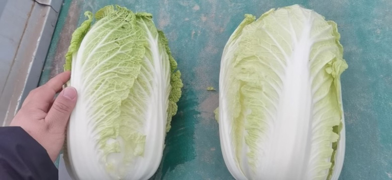 青州春季大白菜黄心白菜大量出货专业代办服务完善