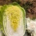 青州春季大白菜黄心白菜大量出货专业代办服务完善