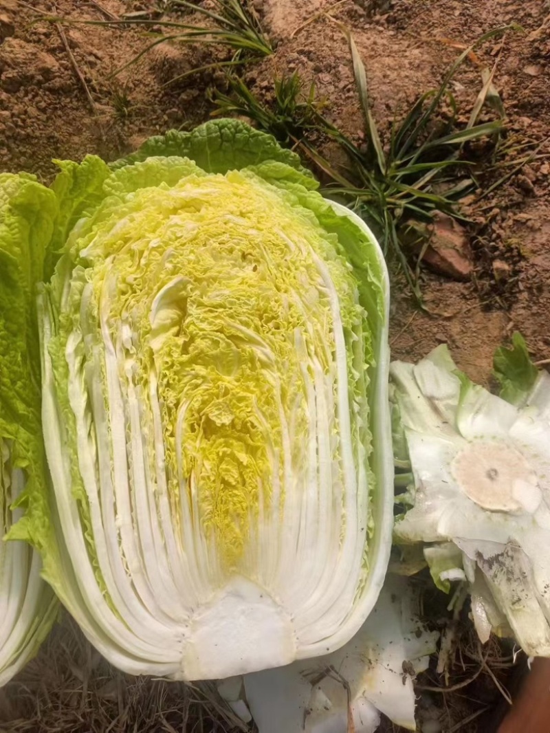青州春季大白菜黄心白菜大量出货专业代办服务完善