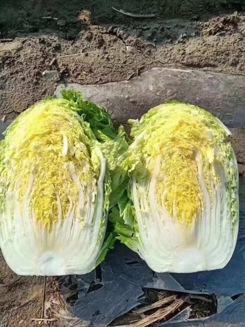 青州春季大白菜黄心白菜大量出货专业代办服务完善