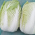 青州春季大白菜黄心白菜大量出货专业代办服务完善